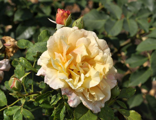 Strauchrose 'Caramella' ® - Rosa 'Caramella' ® STR