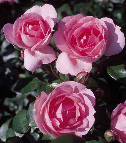 Strauchrose 'Centenaire de Lourdes' ® - Rosa 'Centenaire de Lourdes' ® STR