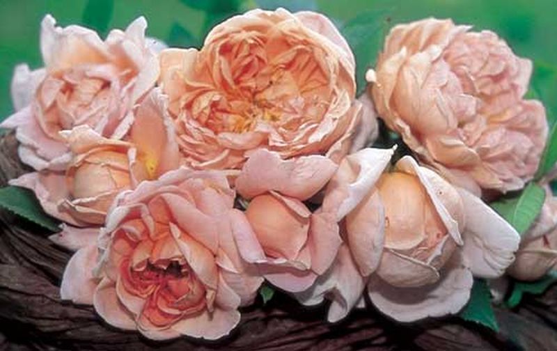 Strauchrose 'Colette' ® - Rosa 'Colette' ® STR