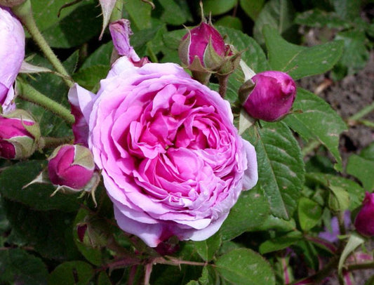 Strauchrose 'Comte de Chambord' - Rosa 'Comte de Chambord' STR