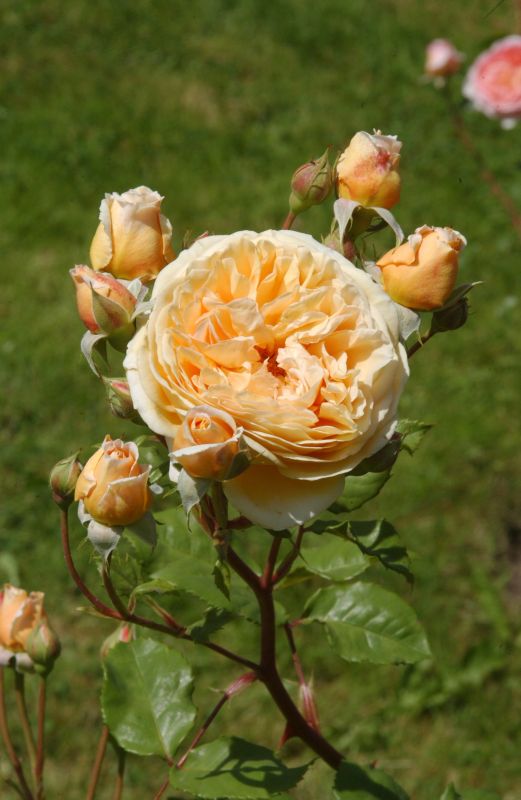 Strauchrose 'Crown Princess Margareta' ® - Rosa 'Crown Princess Margareta' ® STR