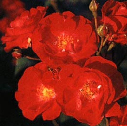 Strauchrose 'Dirigent' ® - Rosa 'Dirigent' ® STR
