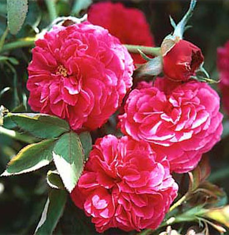 Strauchrose 'Falstaff' ® - Rosa 'Falstaff' ® STR
