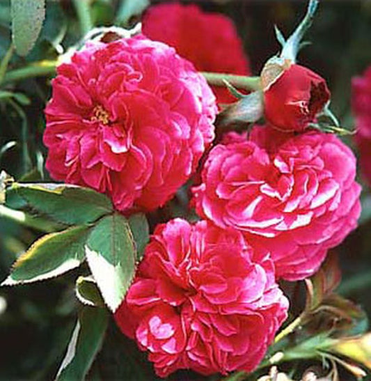 Strauchrose 'Falstaff' ® - Rosa 'Falstaff' ® STR