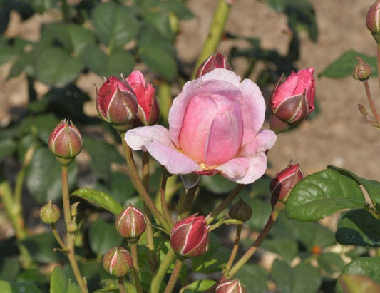 Strauchrose 'Flashlight' ® ADR-Rose - Rosa 'Flashlight' ® STR