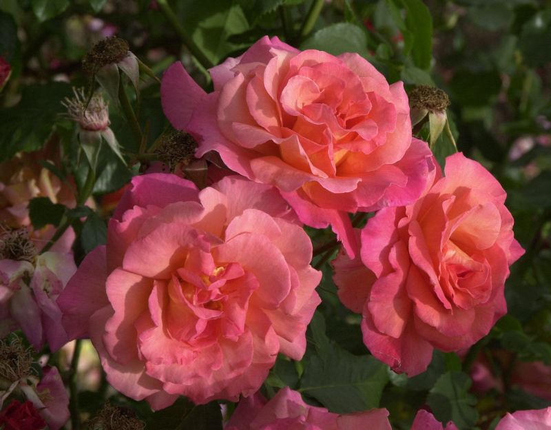 Strauchrose 'Freisinger Morgenröte' ® - Rosa 'Freisinger Morgenröte' ® STR
