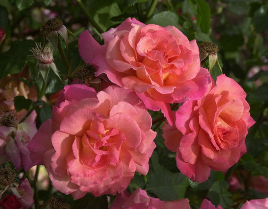 Strauchrose 'Freisinger Morgenröte' ® - Rosa 'Freisinger Morgenröte' ® STR