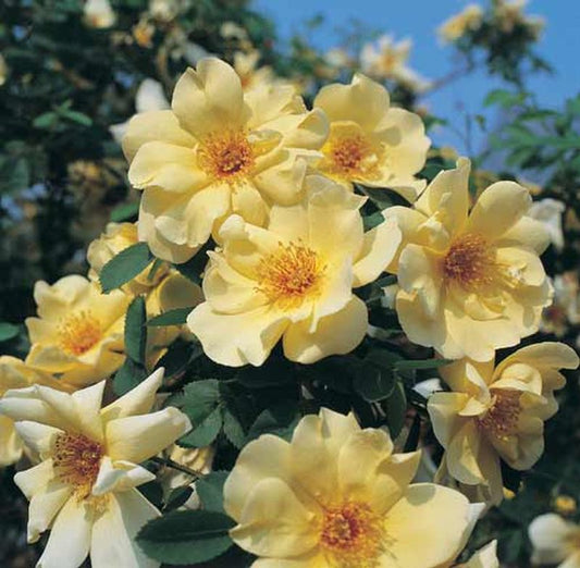 Strauchrose 'Frühlingsgold' - Rosa 'Frühlingsgold' STR