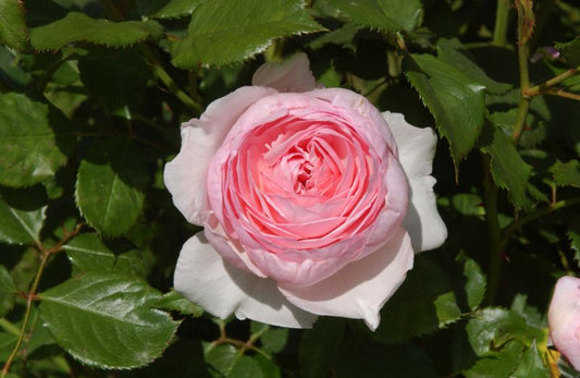 Strauchrose 'Geoff Hamilton' ® - Rosa 'Geoff Hamilton' ® STR