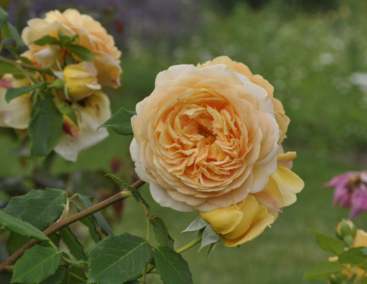 Strauchrose 'Golden Celebration' ® - Rosa 'Golden Celebration' ® STR