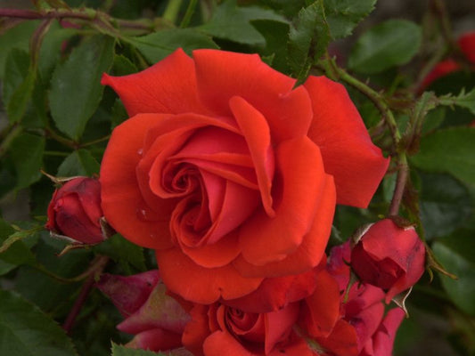 Strauchrose 'Kordes Brillant' ® - Rosa 'Kordes Brillant' ® STR