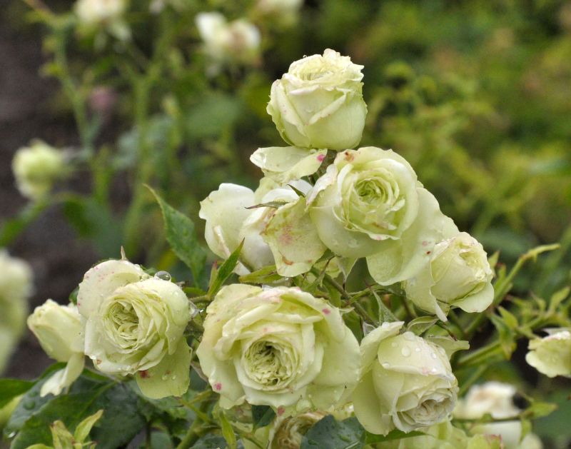 Strauchrose 'Lovely Green' ® - Rosa 'Lovely Green' ® STR