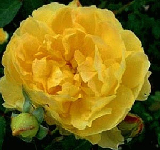 Strauchrose 'Molineux' ® - Rosa 'Molineux' ® STR