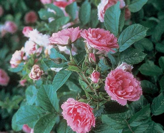 Strauchrose 'Pink Grootendorst' - Rosa rugosa 'Pink Grootendorst' STR