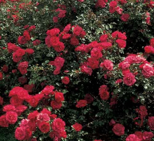 Strauchrose 'Rote Woge' ® ADR-Rose - Rosa 'Rote Woge' ® STR
