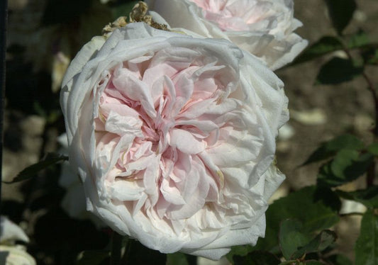 Strauchrose 'Souvenir de la Malmaison' - Rosa 'Souvenir de la Malmaison' STR