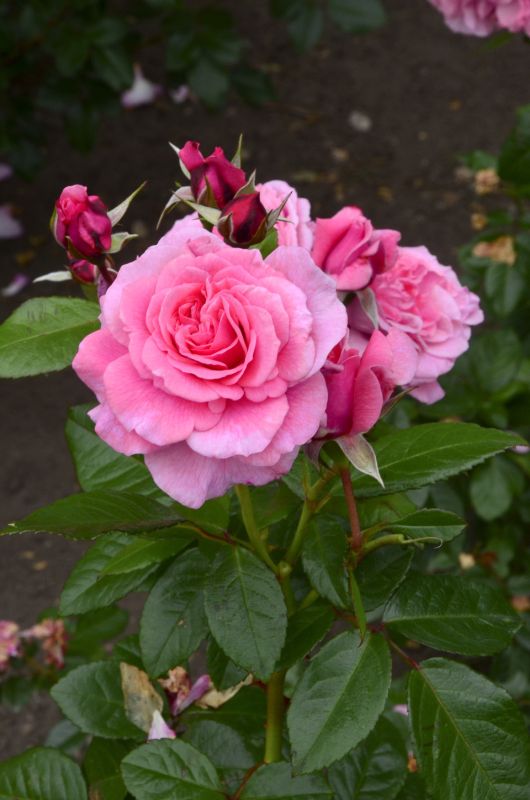 Strauchrose 'Zaide' ® - Rosa 'Zaide' ® STR