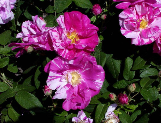 Strauchrose gallica 'Versicolor' - Rosa gallica 'Versicolor' STR