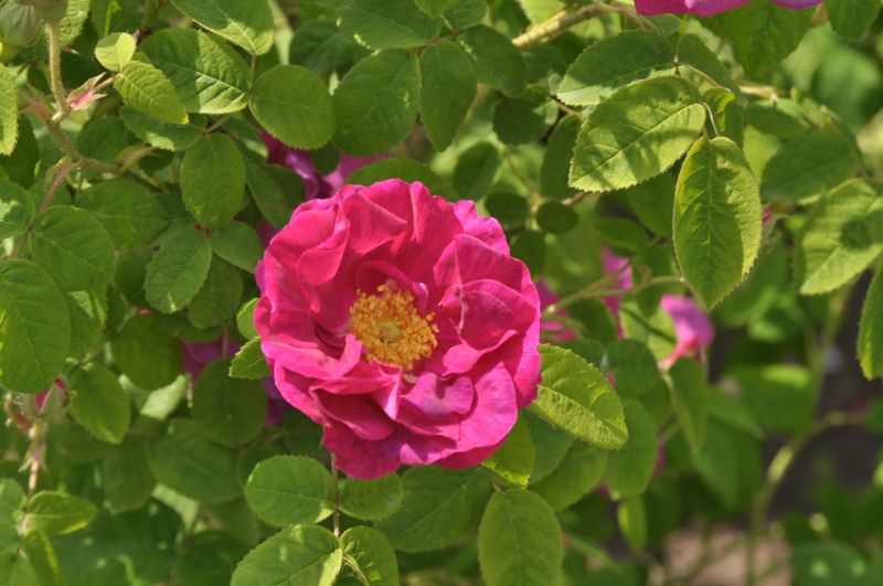 Strauchrose gallica officinalis - Rosa gallica officinalis STR
