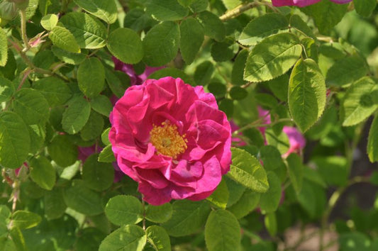 Strauchrose gallica officinalis - Rosa gallica officinalis STR