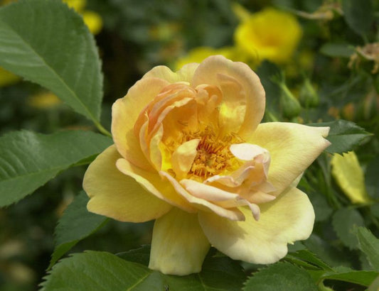 Strauchrose spinosissima 'Maigold' - Rosa spinosissima 'Maigold' STR