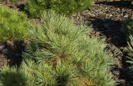 Streichelkiefer - Pinus strobus 'Radiata'