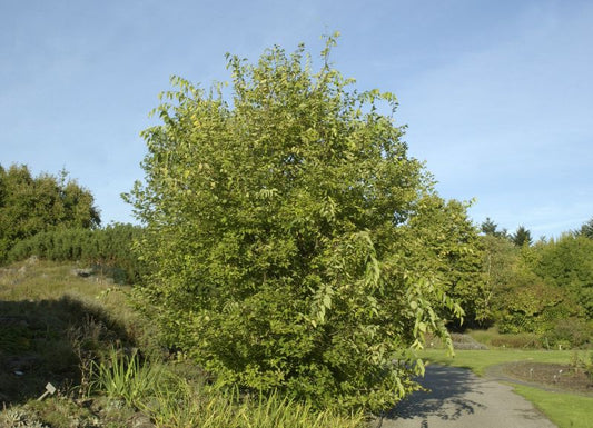 Südlicher Zürgelbaum - Celtis australis