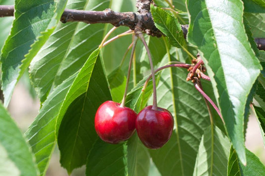Süßkirsche 'Büttners Rote Knorpelkirsche' 5.KW - Prunus avium 'Büttners Rote Knorpelkirsche' CAC