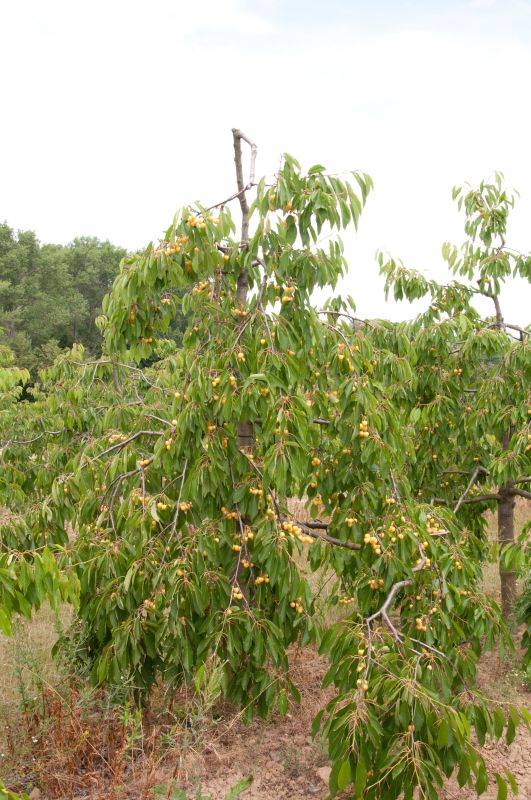 Süßkirsche 'Dönissens Gelbe Knorpel' 6.KW - Prunus avium 'Dönissens Gelbe Knorpelkirsche' CAC