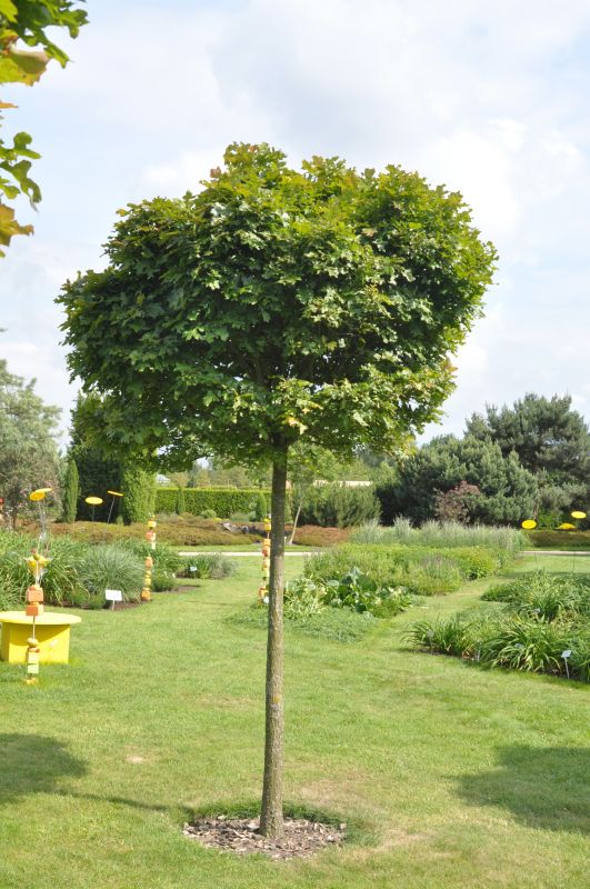 Sumpf-Eiche 'Green Dwarf' - Quercus palustris 'Green Dwarf'