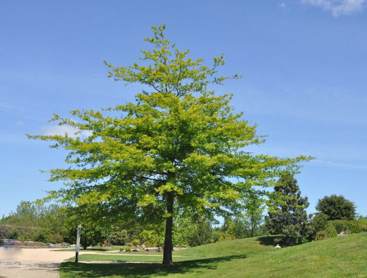 Sumpf-Eiche - Quercus palustris