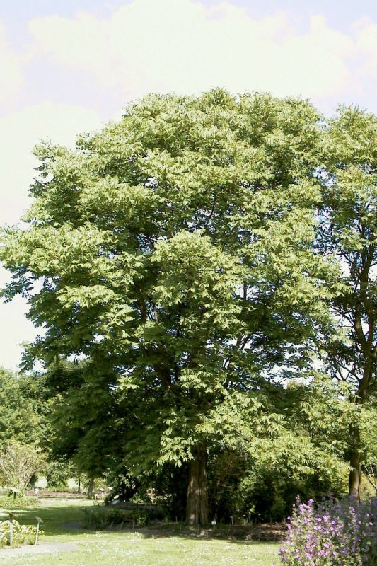 Surenbaum - Toona sinensis