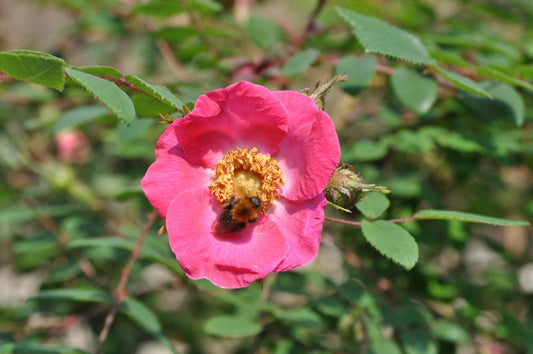 Sweginzows Rose 'Macrocarpa' - Rosa sweginzowii 'Macrocarpa' STR