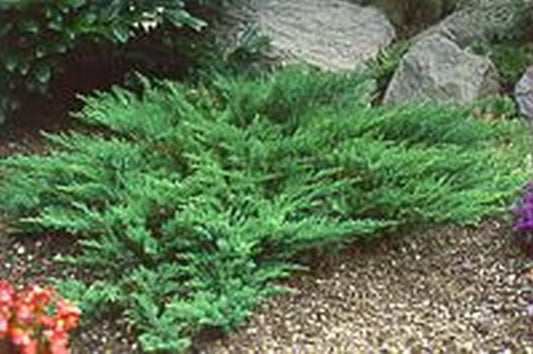Tamarisken-Wacholder - Juniperus sabina 'Tamariscifolia'