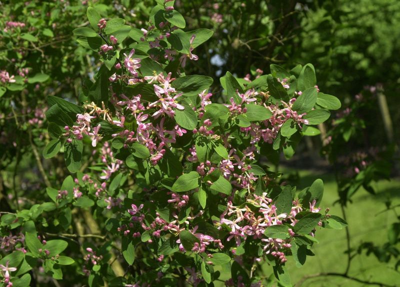 Tatar.Heckenkirsche 'Rosea' - Lonicera tatarica 'Rosea'