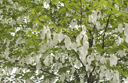 Taubenbaum - Davidia involucrata vilmoriniana