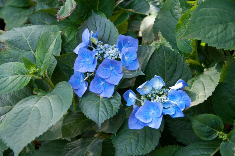 Tellerhortensie 'Blaumeise' - Hydrangea macrophylla 'Blaumeise'