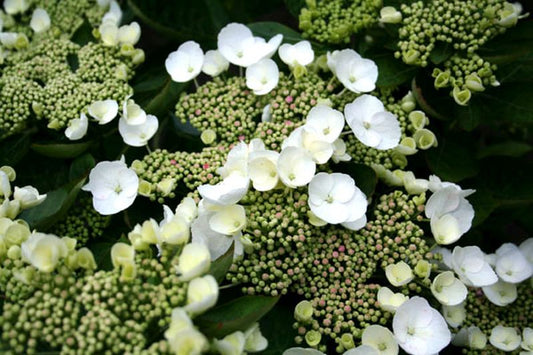 Tellerhortensie 'Teller White' - Hydrangea macrophylla 'Teller White'