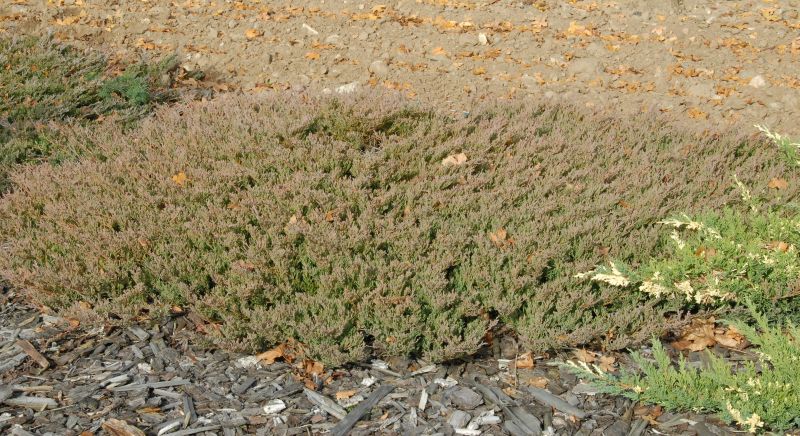 Teppichwacholder 'Andorra Compact' - Juniperus horizontalis 'Andorra Compact'