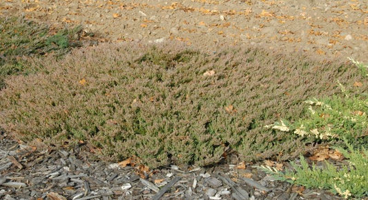 Teppichwacholder 'Andorra Compact' - Juniperus horizontalis 'Andorra Compact'