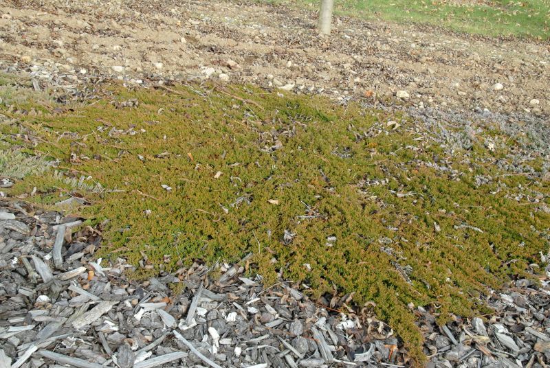 Teppichwacholder 'Prince of Wales' - Juniperus horizontalis 'Prince of Wales'
