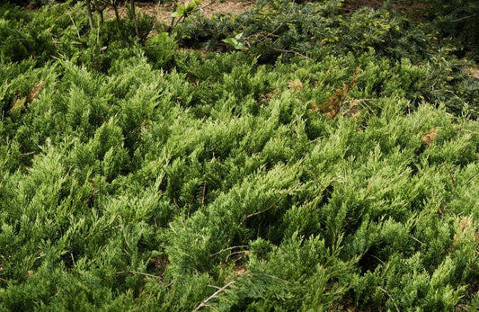 Teppichwacholder 'Wiltonii' - Juniperus horizontalis 'Wiltonii'