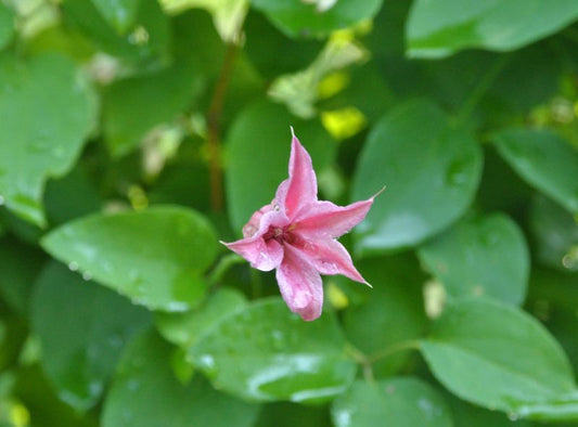 Texas-Waldrebe 'Duchess of Albany' - Clematis tex.'Duchess of Albany'