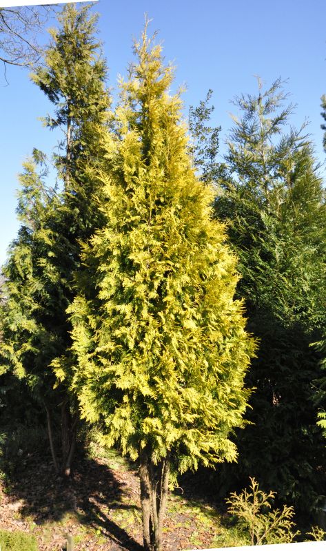 Lebensbaum 'Europa Gold' - Thuja occidentalis 'Europa Gold'