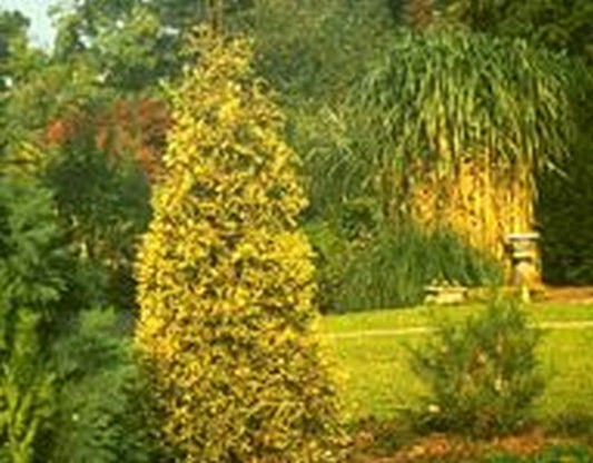Goldspitzen-Lebensbaum - Thuja plicata 'Aurescens'