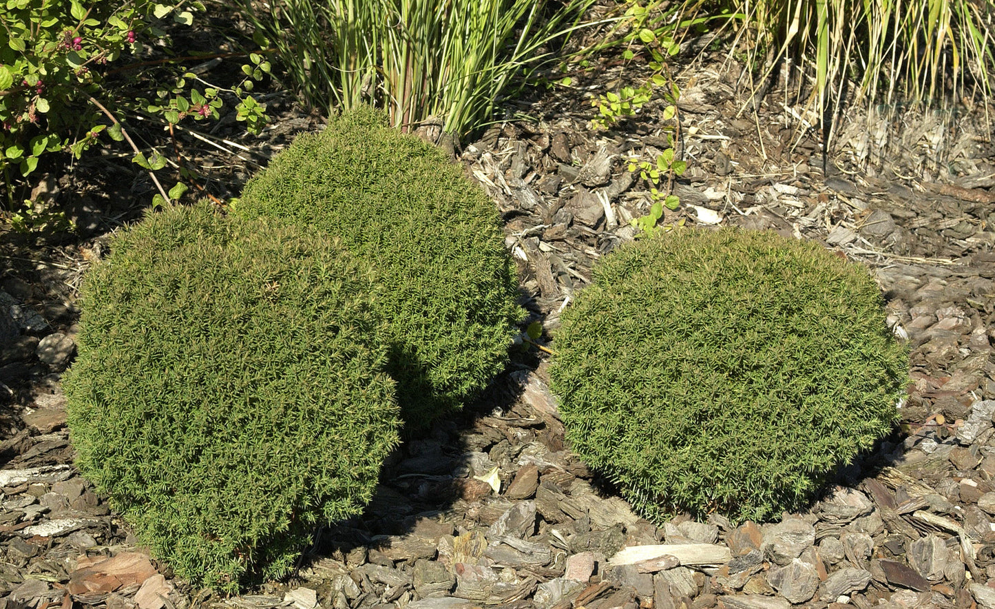 Lebensbaum 'Teddy' - Thuja occidentalis 'Teddy'