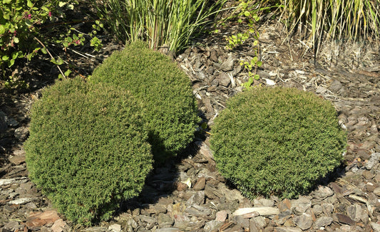 Lebensbaum 'Teddy' - Thuja occidentalis 'Teddy'