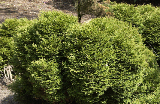 Lebensbaum 'Tiny Tim' - Thuja occidentalis 'Tiny Tim'