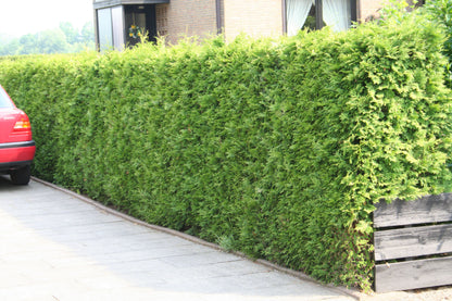 Thuja Occidentalis / Abendländischer Lebensbaum - Thuja occidentalis