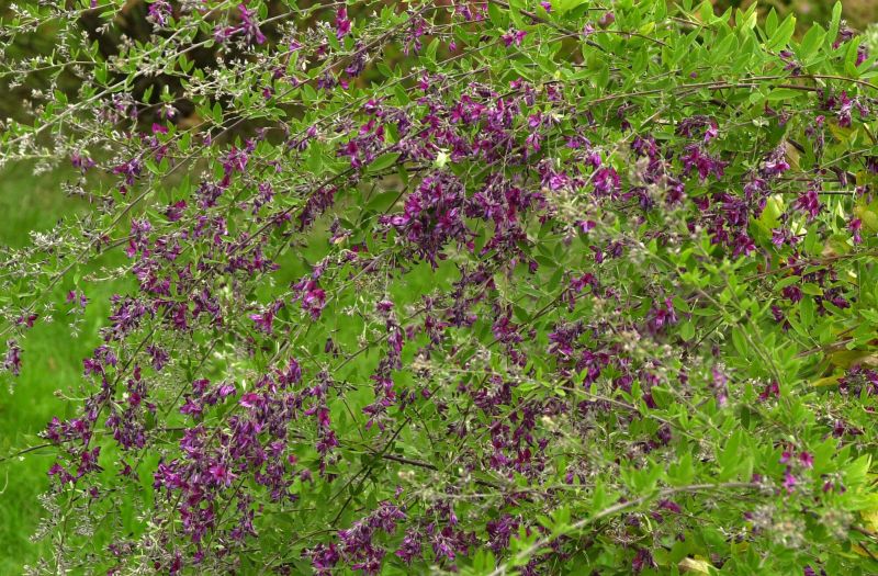 Thunbergs Buschklee - Lespedeza thunbergii